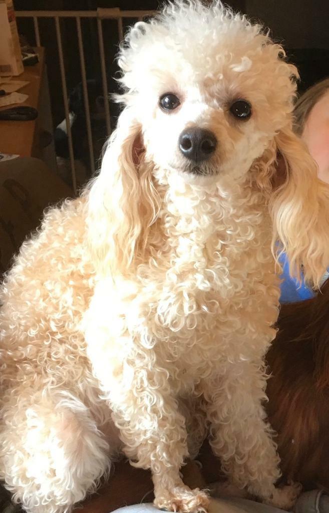 miniature poodle gumtree